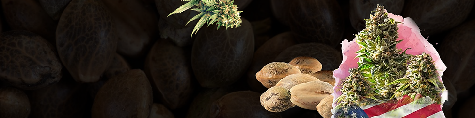 Feminized Cannabis Seeds copy1.png