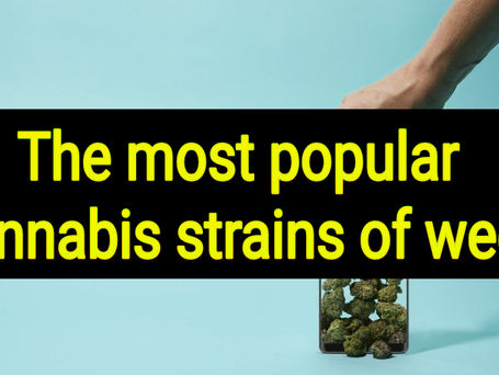 The most popular cannabis strains of weed