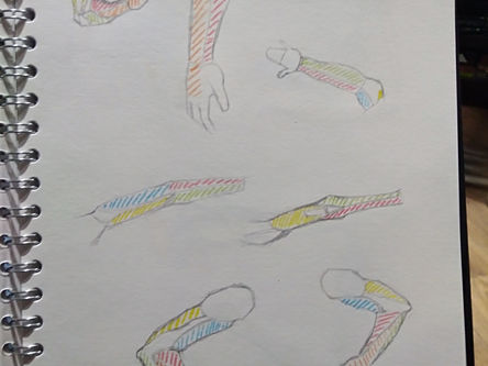 Week 6/7 Anatomy Work