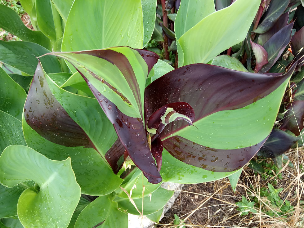 Miniatura: Canna da fiore ‘Cleopatra’