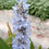 Miniatura: Pontederia
