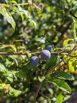 frutta