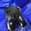 Thumbnail: 2008 Nissan 350z Automatic Shifter Assembly