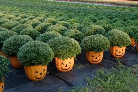 halloween garden pots