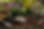 How to Prepare the Soil for a Pollinator Garden?