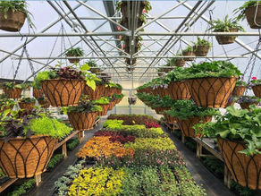 Best liners to use for hanging baskets