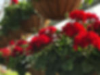Austram hanging baskets.jpeg