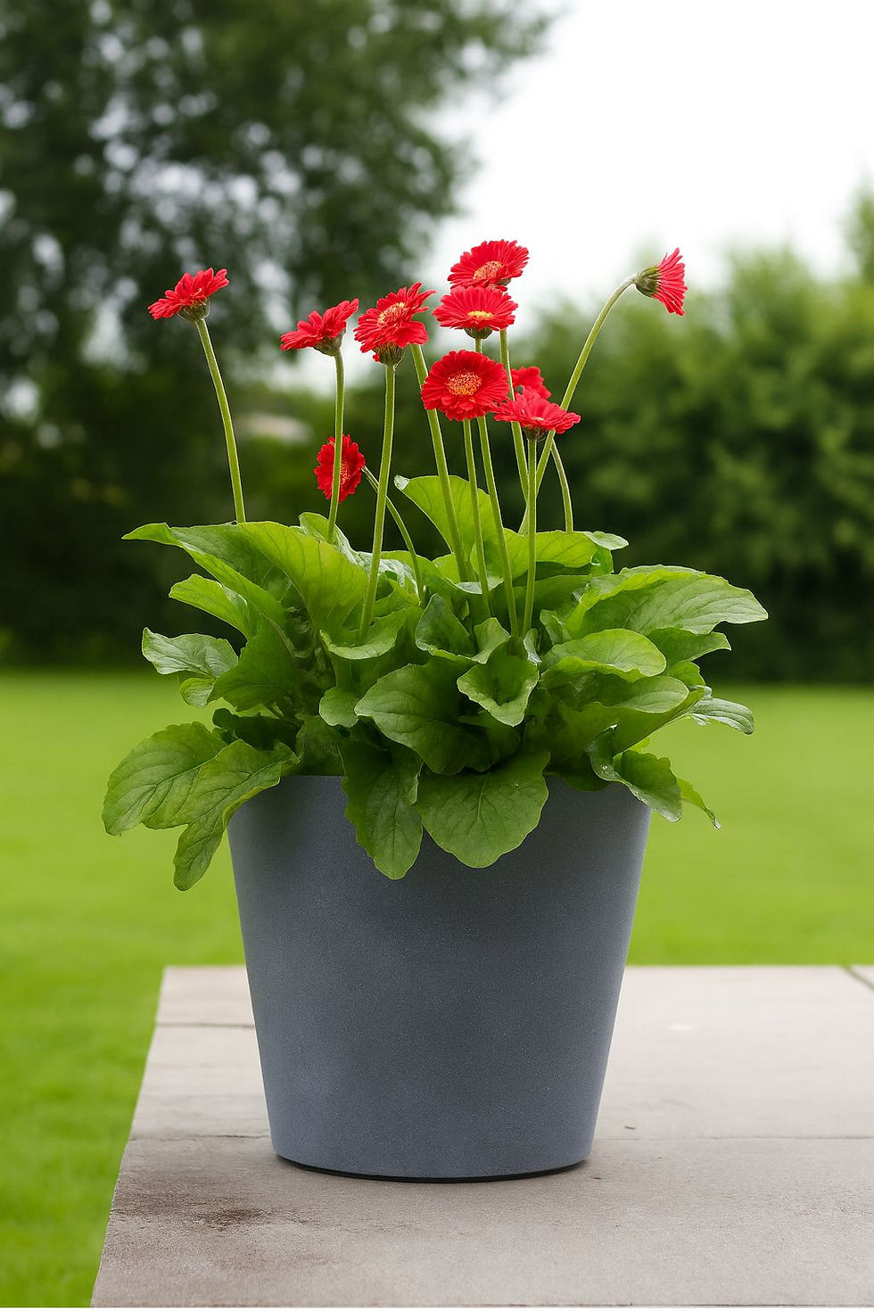 Gray viscaya pot 