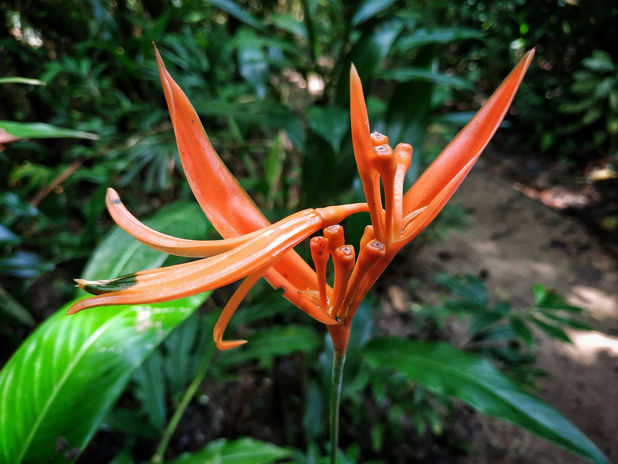 A flower in  Taman Tugu