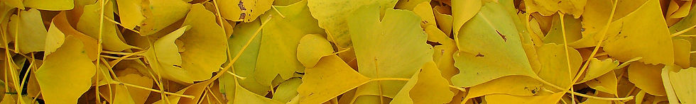 Ginkgo leaves strip.jpg