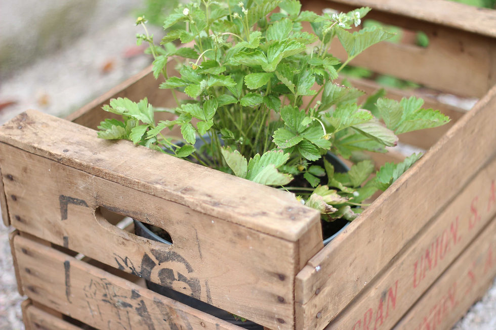 Thumbnail: Caja de frutas antigua modelo 5