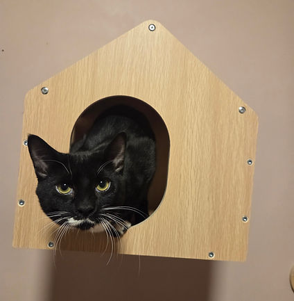 Jack is a super sweet boy and has been almost since day one. He has some upper respiratory issues that will be long term, but this cutie is totally worth the extra effort and care. If you are interested in him please reach out for more details.