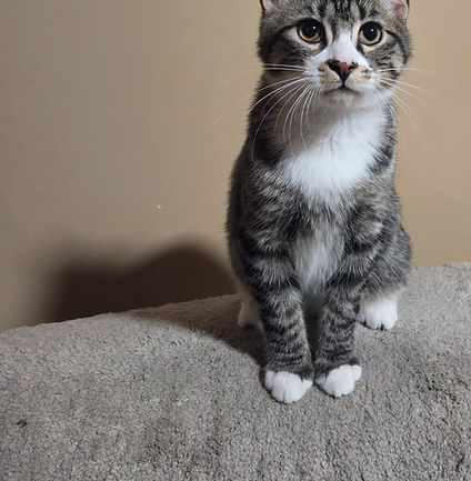 Absolute sweetheart, tries his hardest to snuggle with every inch of his body on you, giving big hugs. Thanos is an excellent cuddle bug and will do well in any home. His momma was already adopted (Angel) and he is ready for his new home!