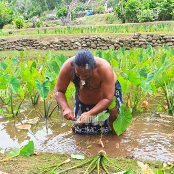harvesting taro.JPG