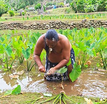 harvesting taro.JPG