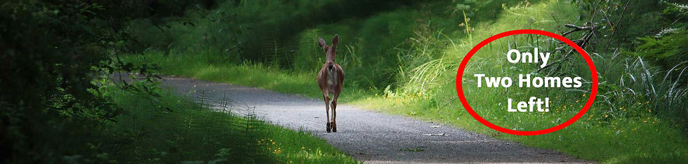 Deer-Banner.jpg