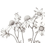 flannel flowers.jpg