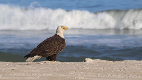 Wildlife photography Ann Richardson Photo Maryland's Eastern Shore Small Animals