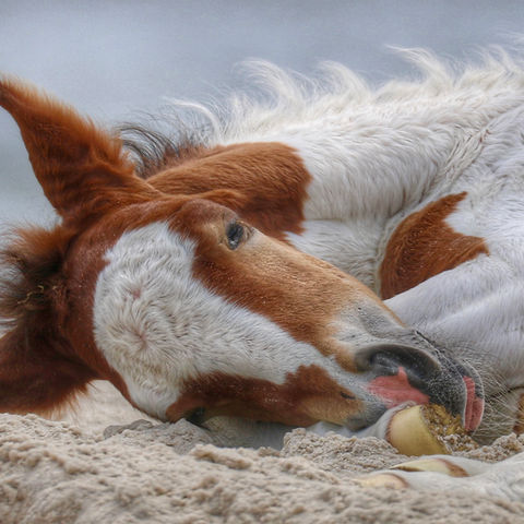 Wildlife photography Ann Richardson Photo Maryland's Eastern Shore Horses on the Beach