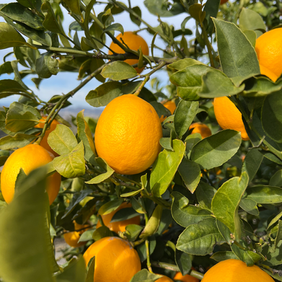 Product #3 Lemons Image 1.HEIC