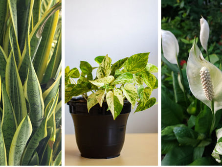 Spring Has Sprung: Top 5 Must-Have Indoor Plants for the New Season