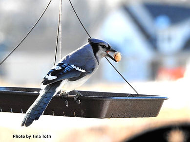 Audubon Ariel Bluejay.jpg