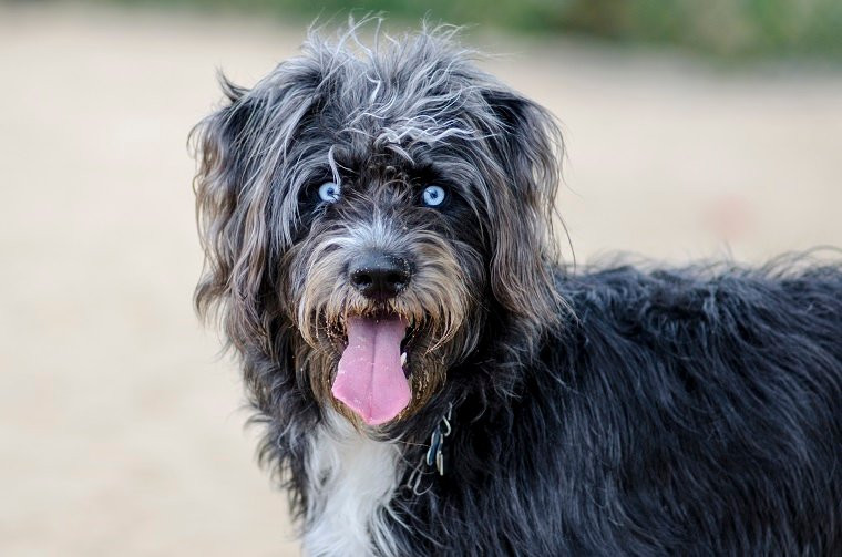 The Borderdoodle The Borderdoodle