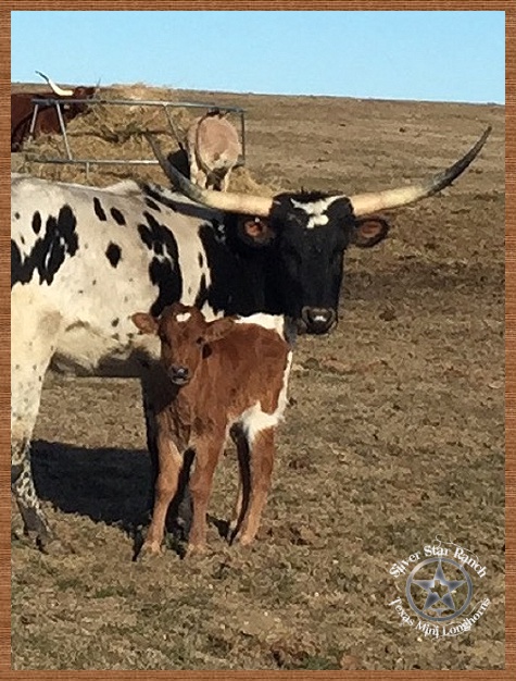 Cows Offspring Mini Longhorn Bulls Cows Heifers Babies 