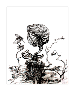Venus Fly Trap