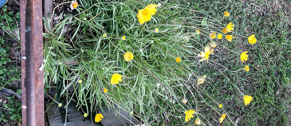 Four-nerve Daisy