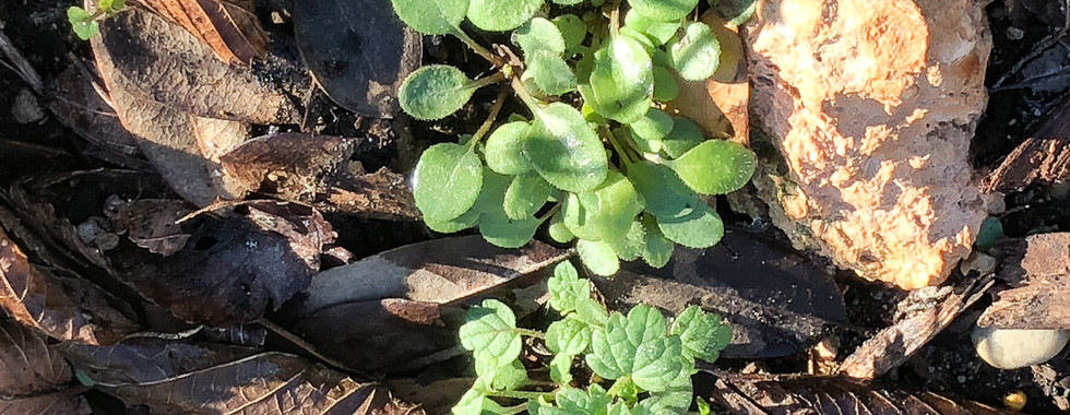 Black-eyed Susan seedlings