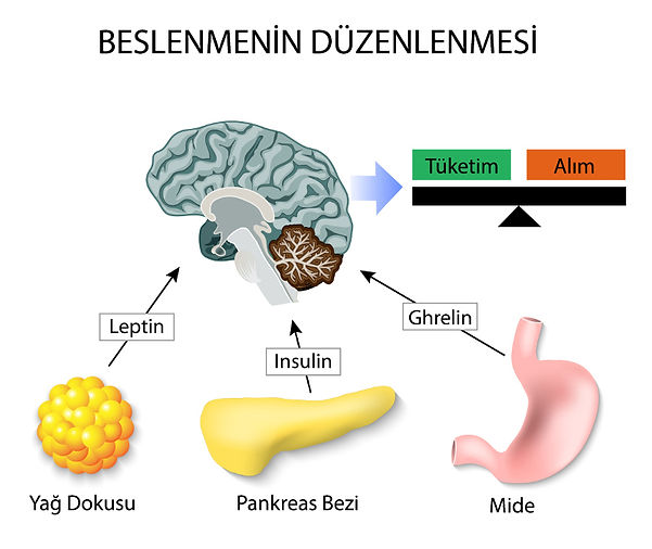 beslenme