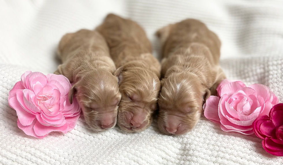 mini goldens