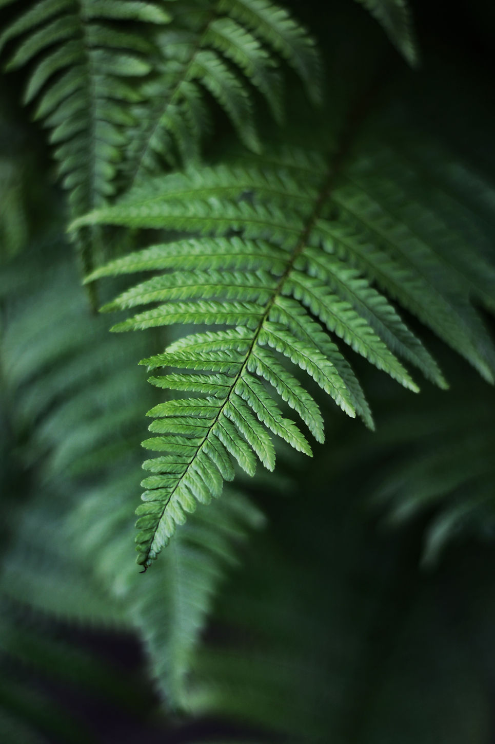 fern3.jpg