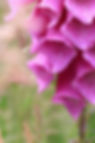 pink foxglove 2.jpg