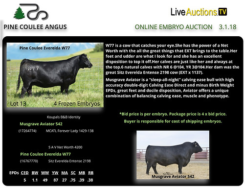 angus embryo sales