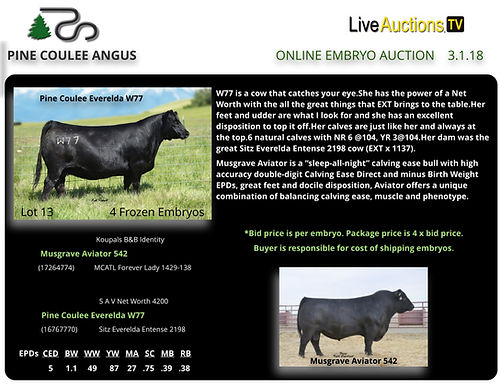 angus embryo sales