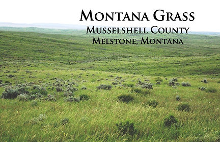Montanagrass