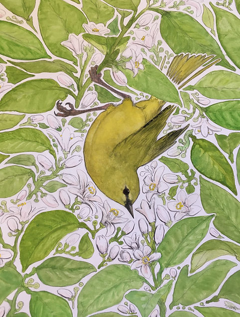 Orange-crowned Warbler (Vermivora celata)