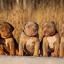 pups.jpg
