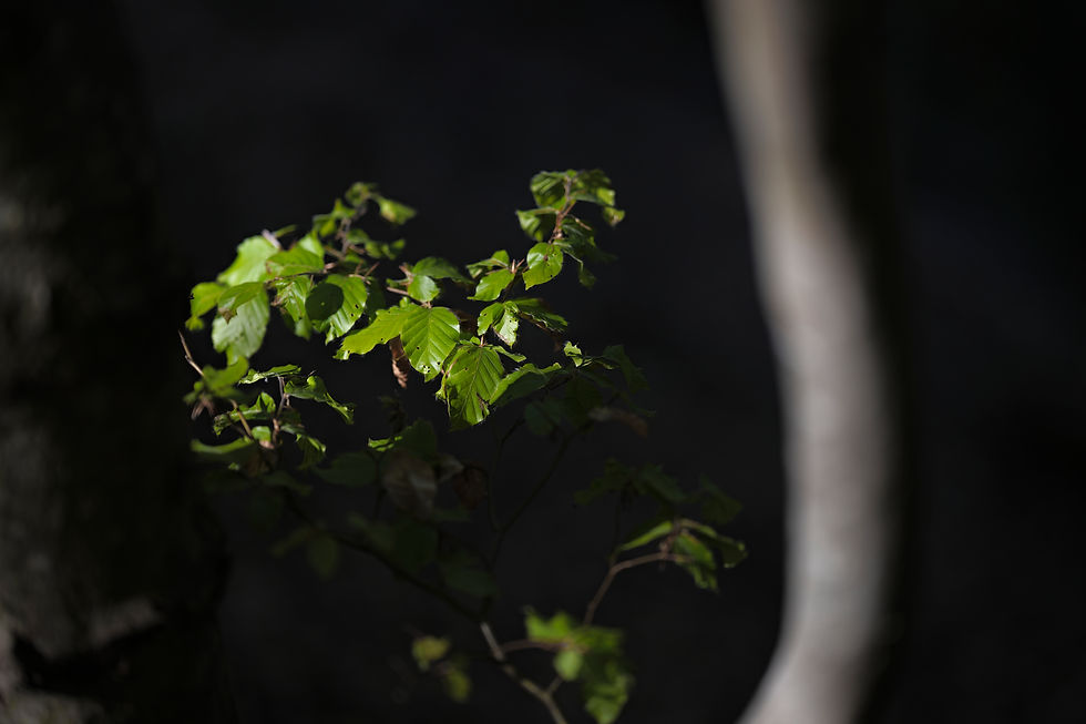 S'addentra nel bosco, o meglio si perde.
Lo conosce da ogni lato e a volo alato
spiegato migrando, frenato tornando
Si sente libero all'amo del ramo,
tra le sue ombre e penombre,
le verdi volte ritorte,
nel silenzio che scende avvolgente
e si frange a ogni istante
Qui tutto è in rima
come l'indovinello per un bambino.
Tra il fusto e l'arbusto
è quasi un terzo vicino
Sa, qui, cos'è fitto e folto
chi fa per tre e chi da sé,
cosa s'invola verso la nuvola,
o rimane in oscure fessure.
Che folla c'è nella forra,
fogliame, fiorame,
e chi, d'un fiato,
è saltato, balzato di lato
qual'è il frassino e il faggio,
l'elce e la felce,
qui la morte è la sola
usa a parlare in prosa.
Conosce, riconosce somiglianze, abbondanze,
legami, dettami correlati, celati,
inizi intricati, indizi ingarbugliati
e nei recessi gli eccessi.
e persistere nel non sapere
qualcosa di importante.