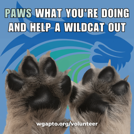 Volunteering at WGA Is a Work of Heart <3