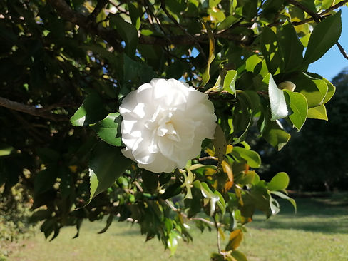 Camellia plant