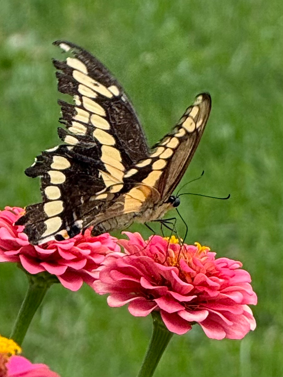 The Pollinator Pathway: Creating Habitat for Native Pollinator