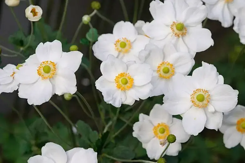 Anemone Japanese Anemone  "Honorine Jobert"