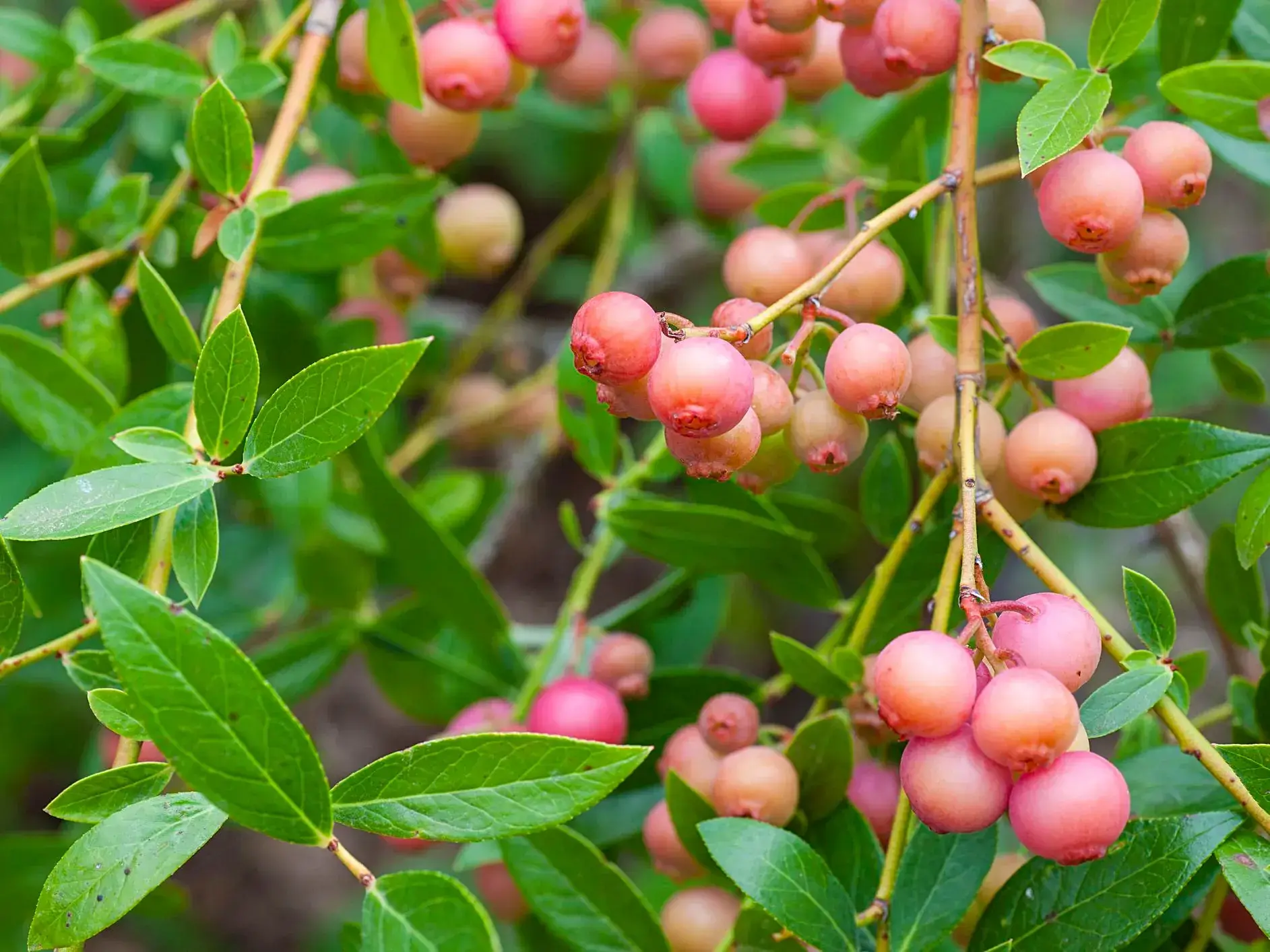 Vaccinium Blueberry " Pink Lemonade" #2 Container
