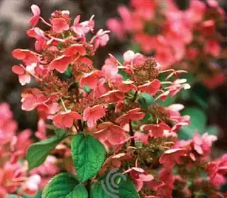 Hydrangea paniculata  "Quickfire"