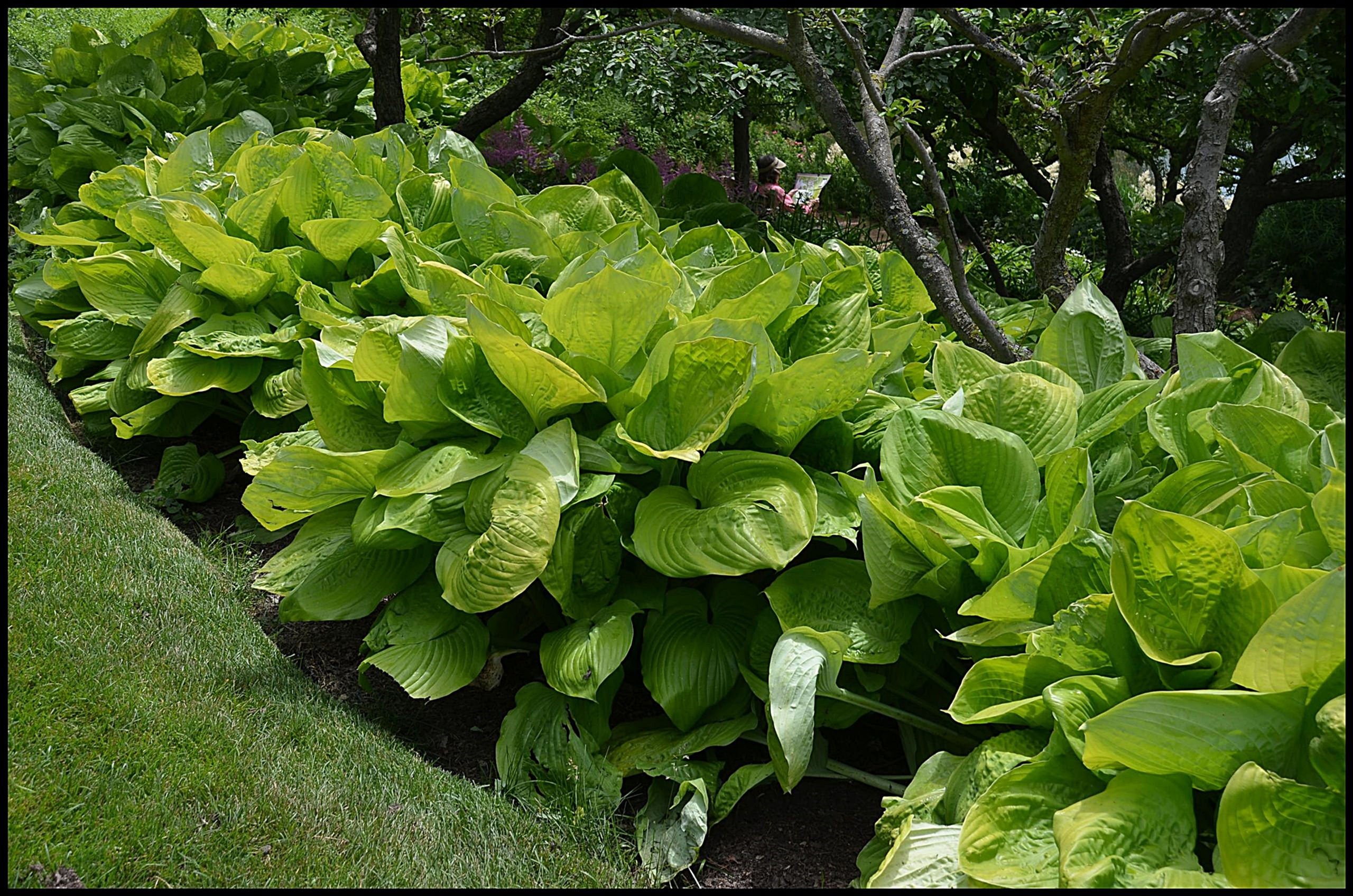 Hosta  "Sum and Substance"
