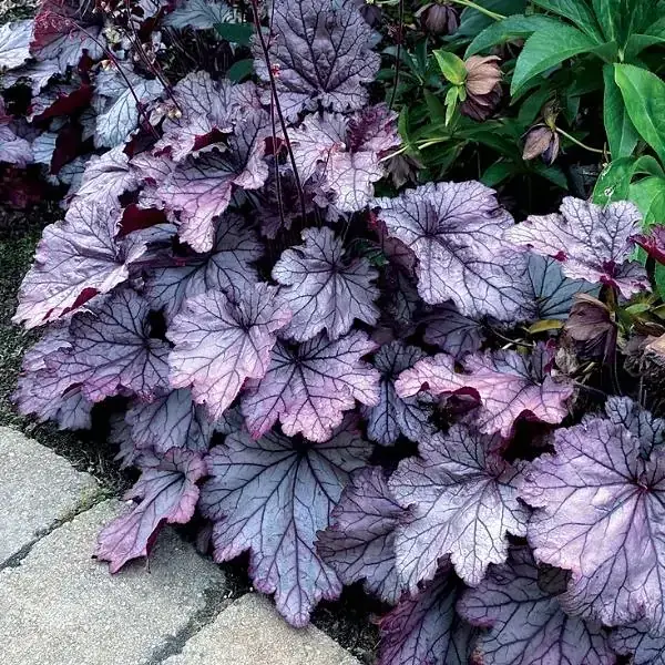 Heuchera Coral Bells "Spellbound"