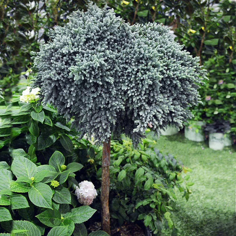 Juniperus "Blue Star" 24inch STD Tree Form